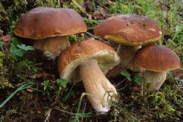 Attivit&#224; dell’Ispettorato Micologico rivolta alla popolazione. Consulenza gratuita per la popolazione in merito al riconoscimento dei funghi epigei